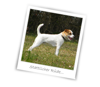 Stattlicher Ruede