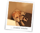 Zweite Woche